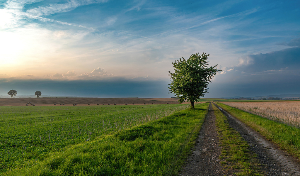 Зеленое дерево на поле под красивым небом летом