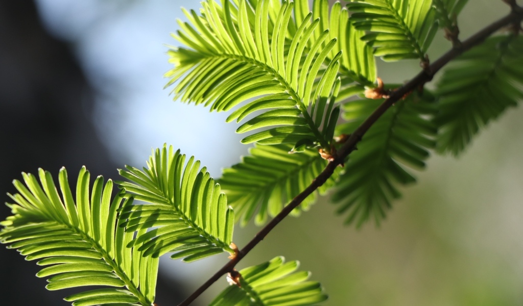 Зеленые молодые листья дерева весной