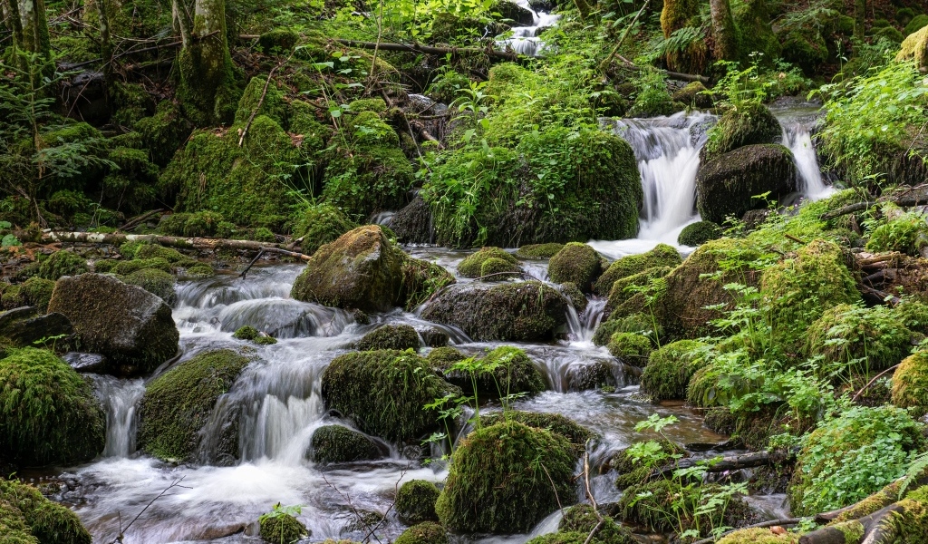 Большие покрытые мхом камни в лесном ручье