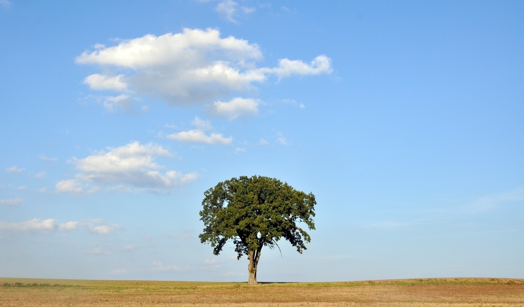 Одинокое зеленое дерево на поле