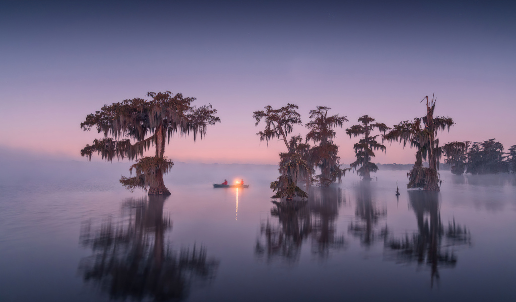 Старые деревья в воде в сумерках