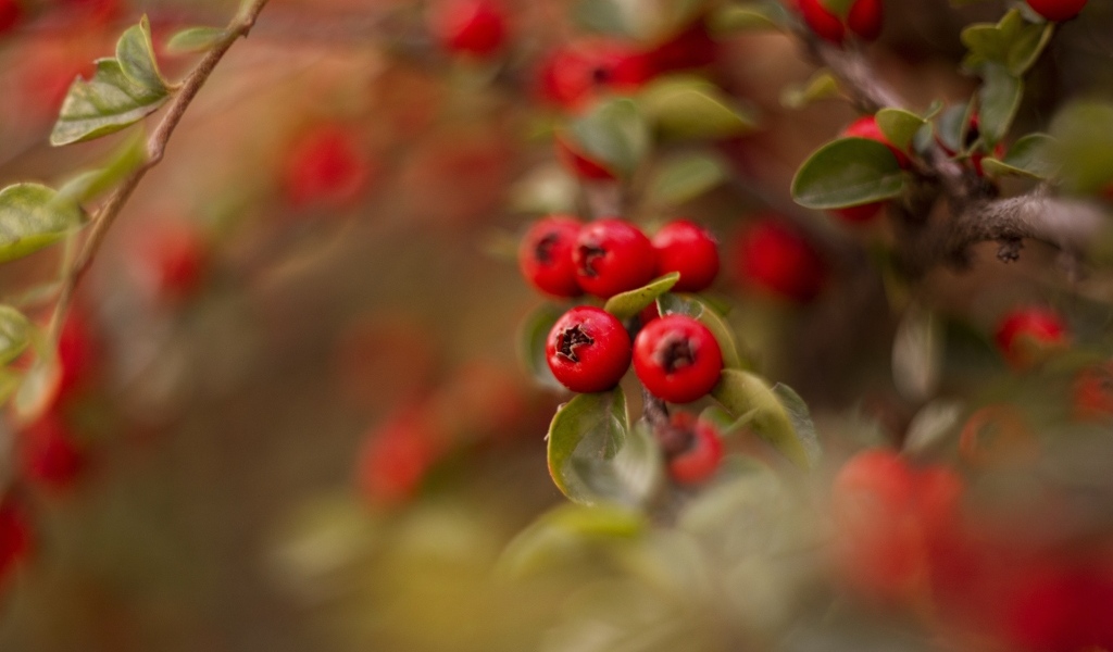 Красные ягоды боярышника на ветке дерева