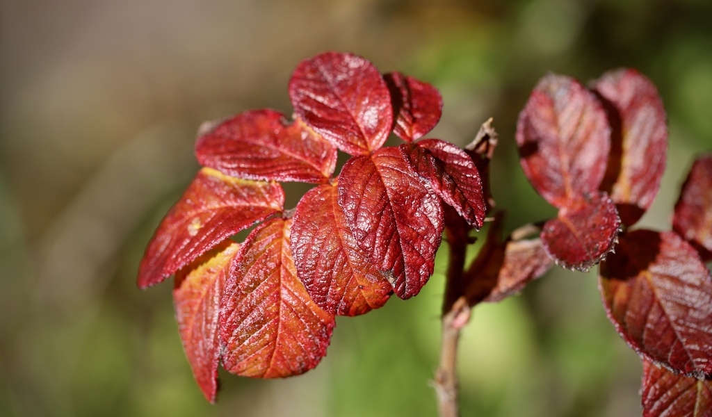 Красные листья садовой розы