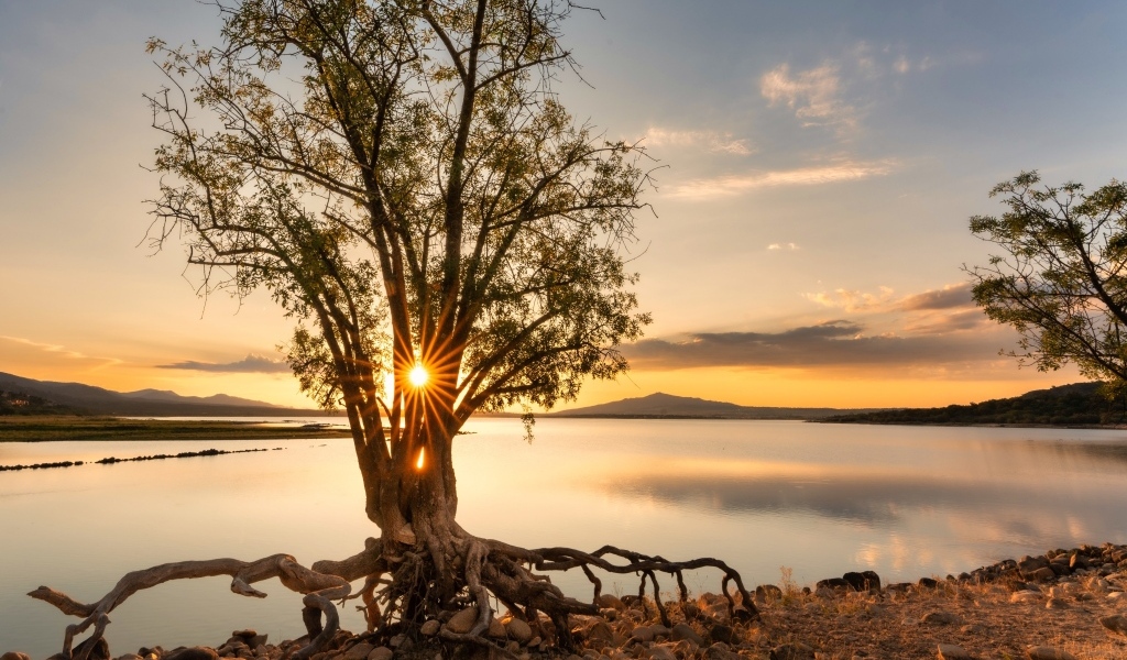 Дерево на берегу озера на рассвете
