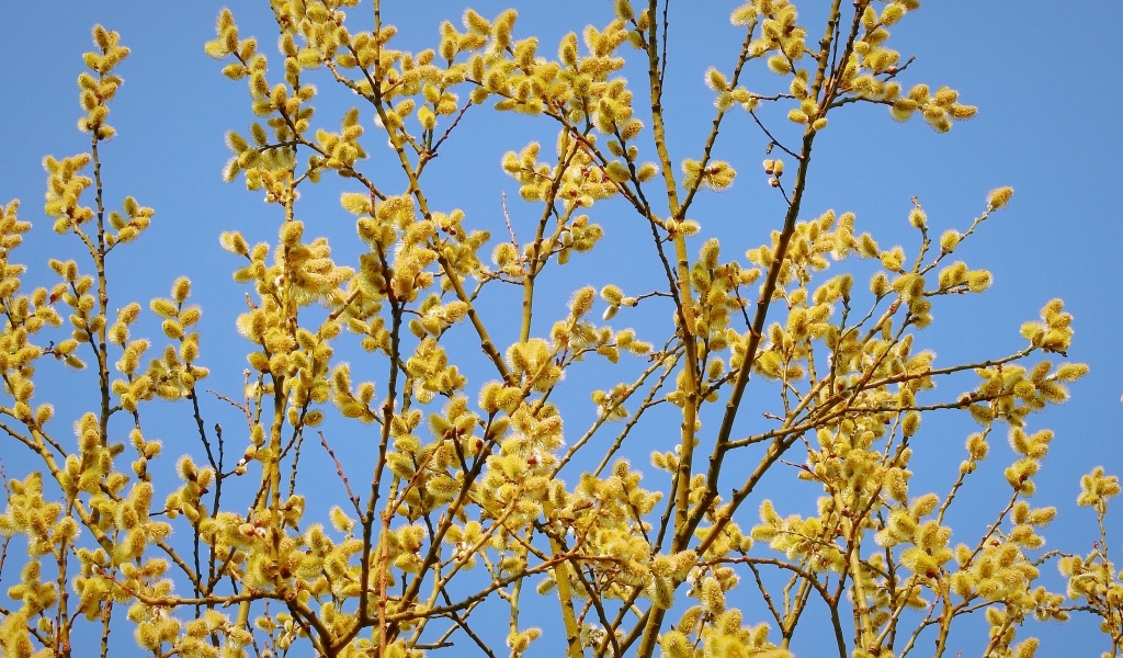 Желтые ветки вербы на фоне голубого неба