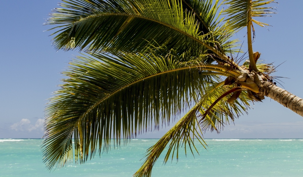 Большие зеленые листья пальмы у океана