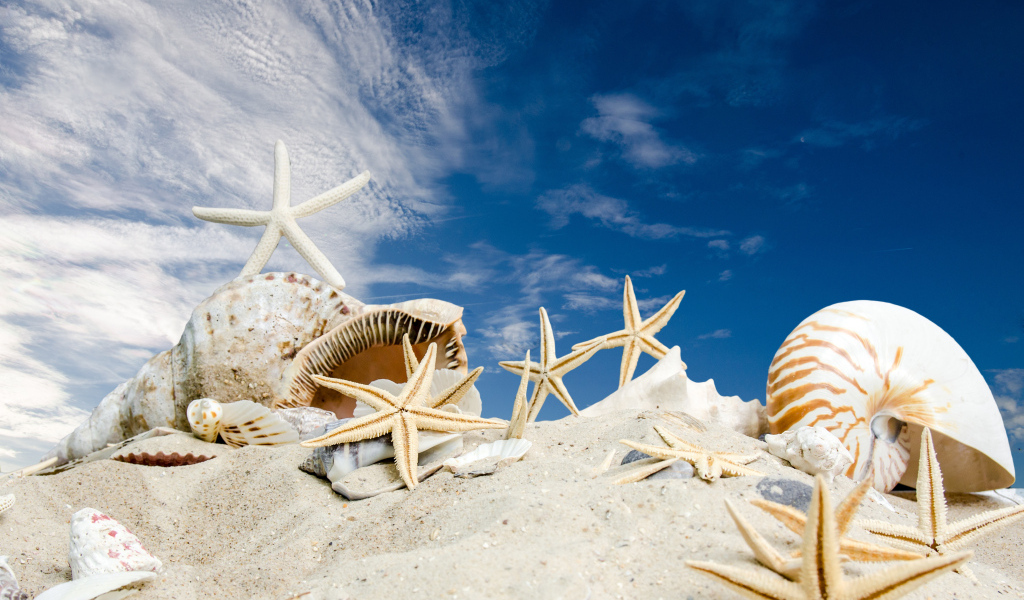 Ракушки и морские звезды на песке под голубым небом