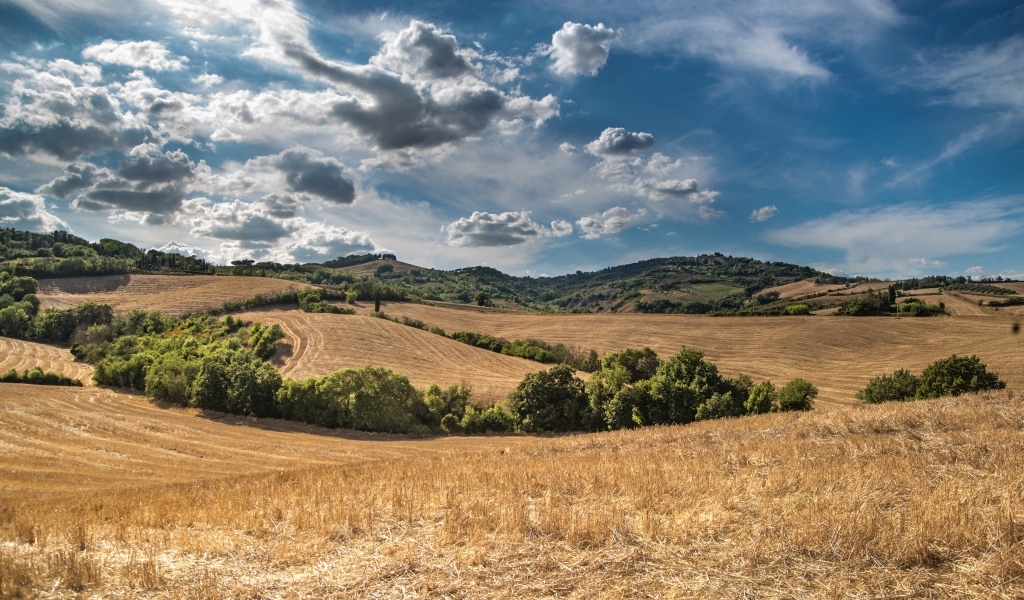Красивый вид на поле под небом с белыми облаками