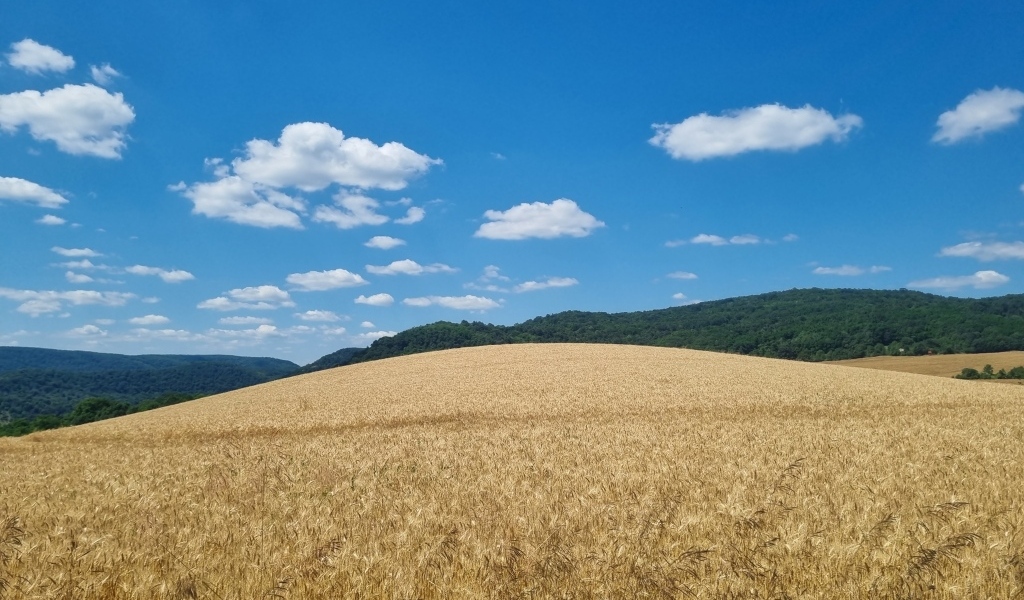 Красивое пшеничное поле под голубым небом