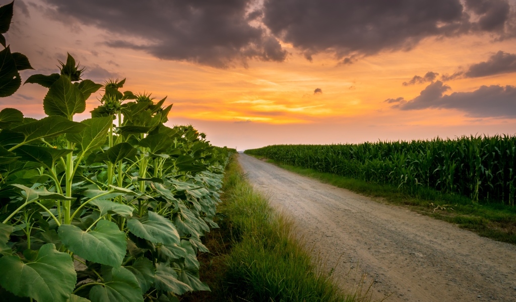 Рассвет над полем летом