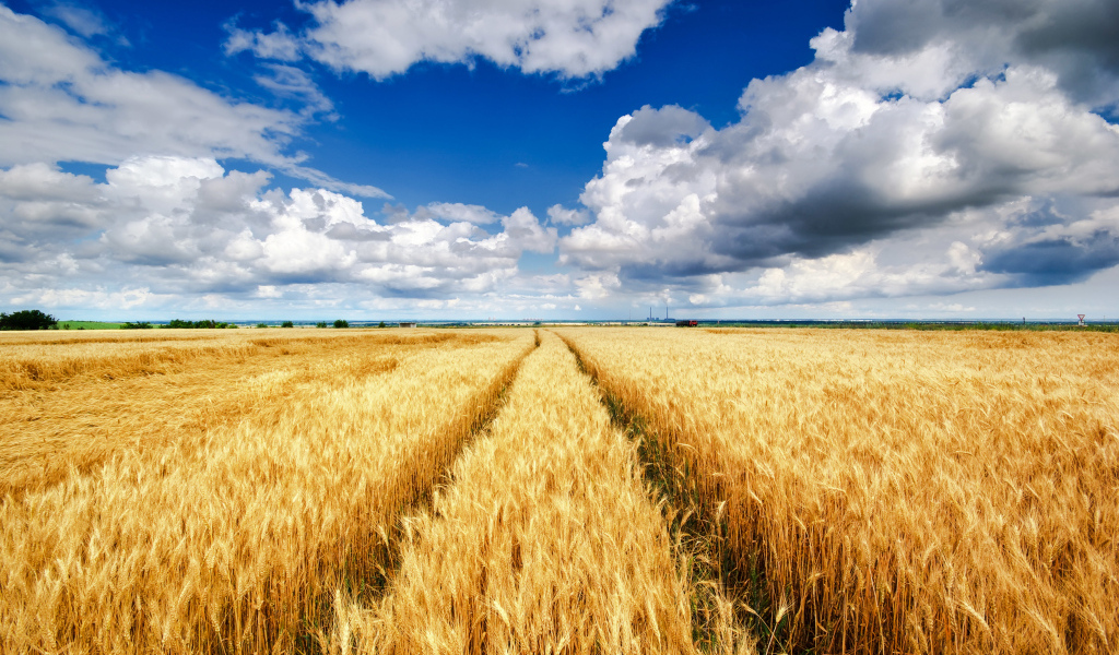 Поля с желтыми колосьями пшеницы под красивым небом