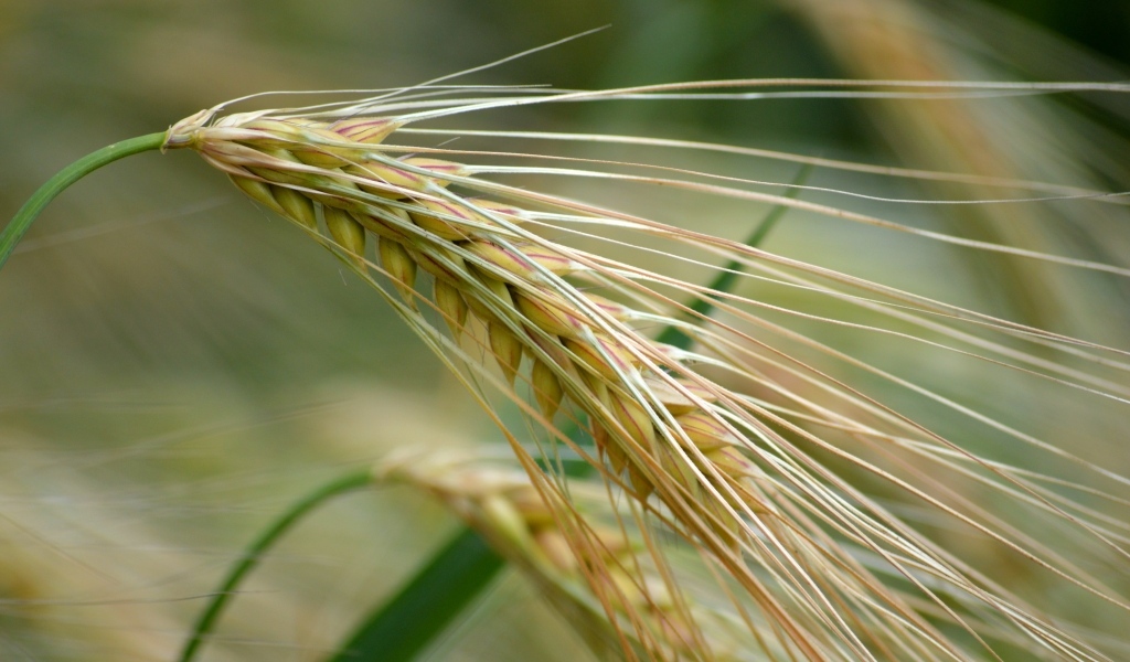 Большой колос пшеницы крупным планом