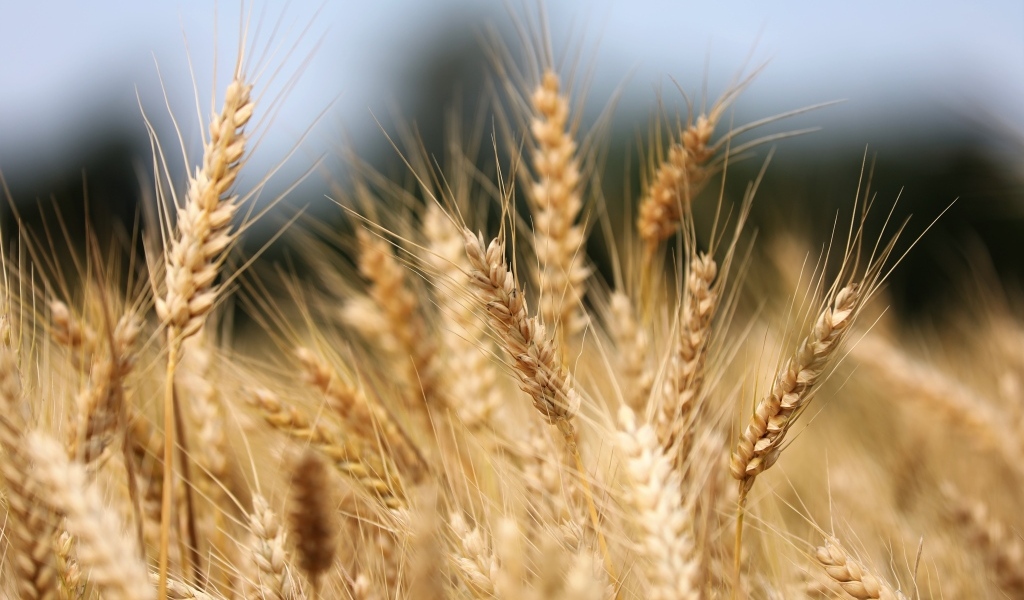 Спелые колосья пшеницы на поле осенью