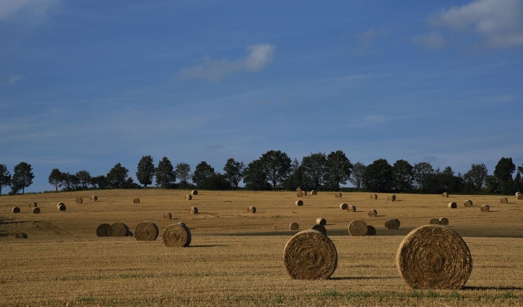 Рулоны сена на поле под голубым небом