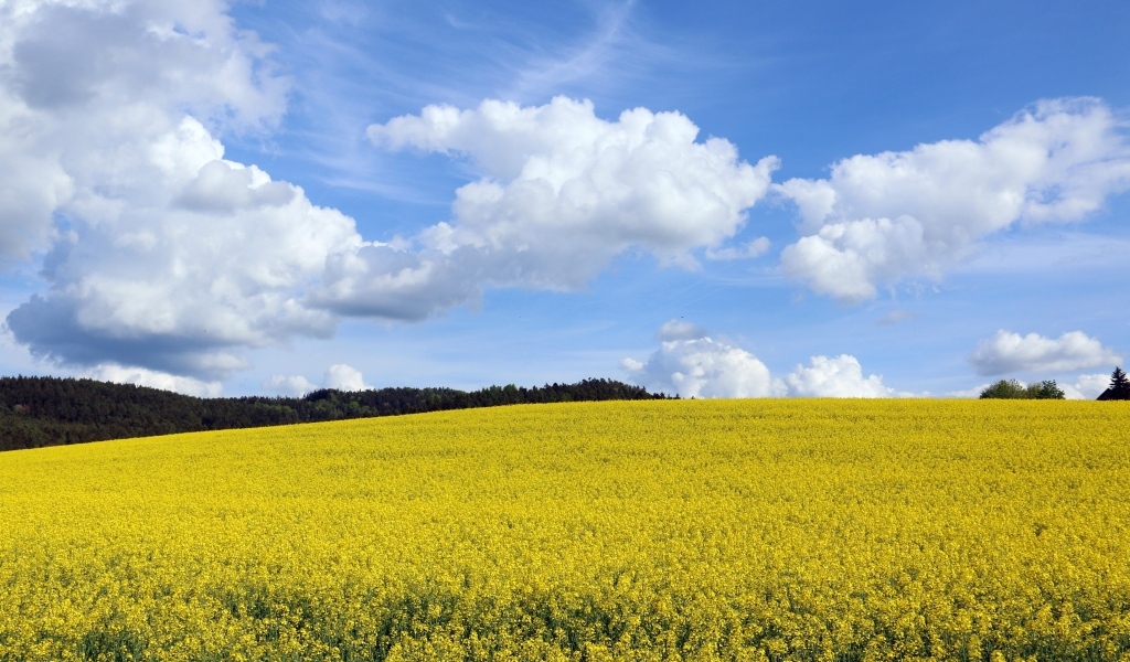Желтое  рапсовое поле под небом с белыми облаками