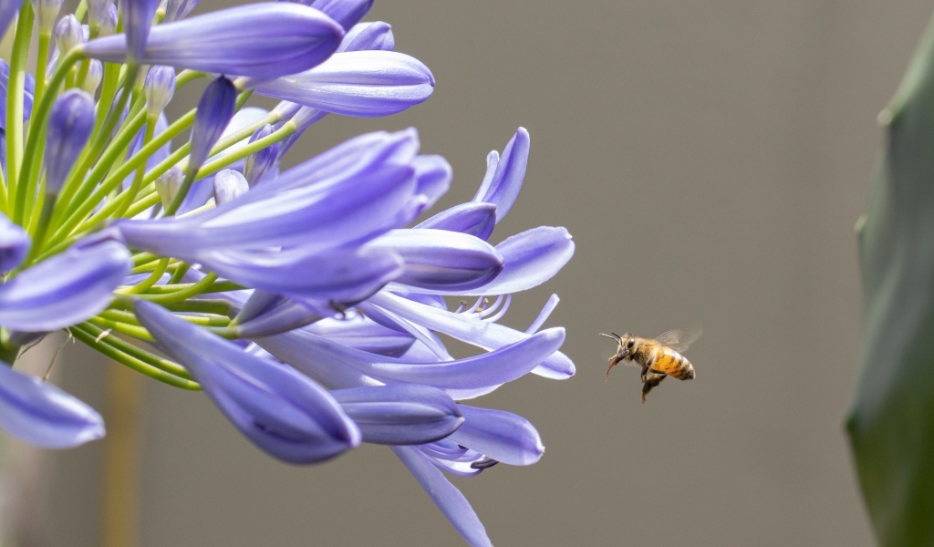 Пчела летит к цветам африканской лилии 