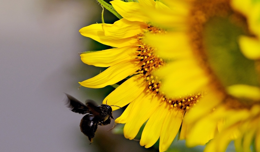 Пчела летит к желтым цветам подсолнуха