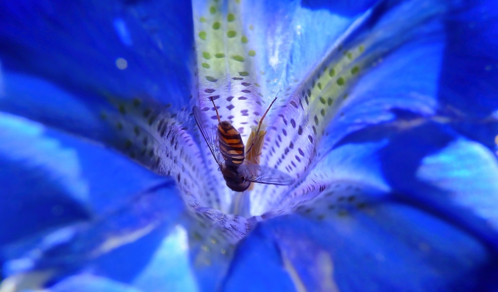 Пчела опыляет цветок горечавки