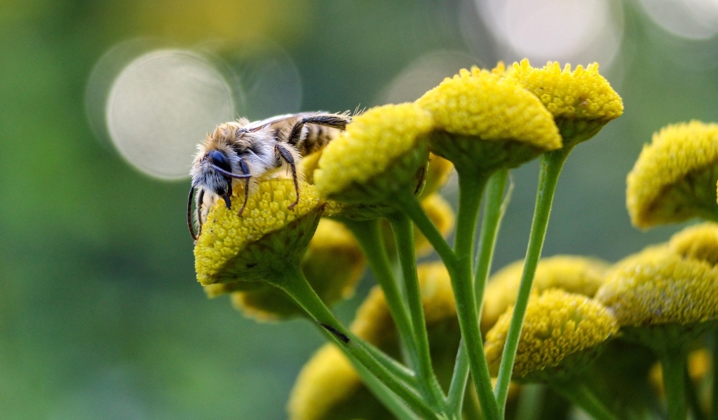 Пчела сидит на цветке пижмы