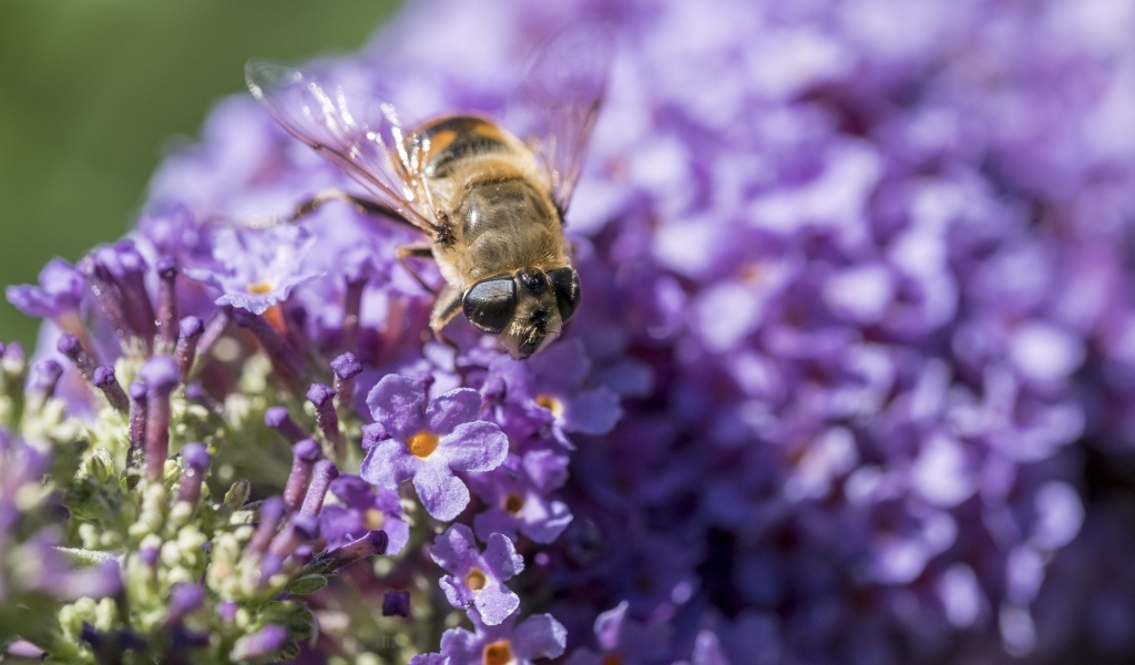 Пчела сидит на цветах сирени