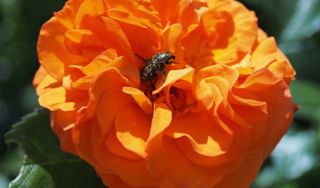 Жук сидит на красивом оранжевом цветке розы