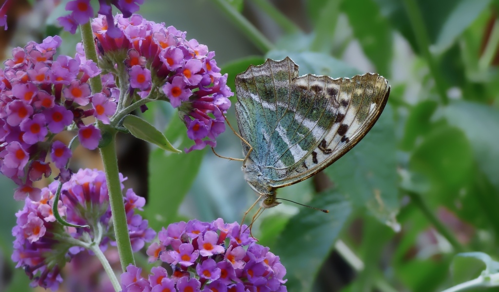 Бабочка сидит на мелких сиреневых цветах