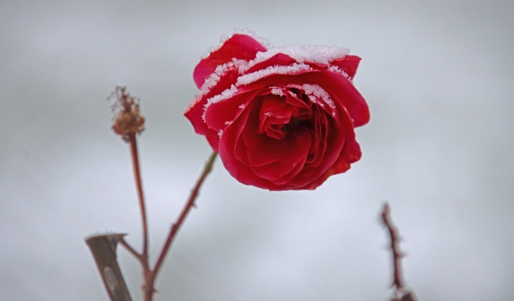 Поникший цветок красной розы в снегу