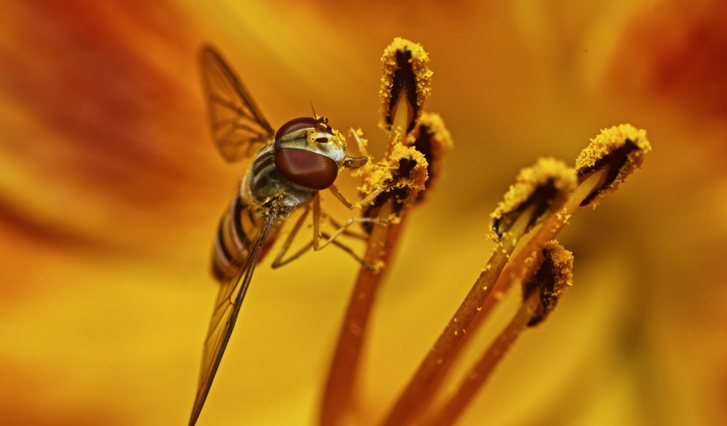 Муха сидит на цветке лилии