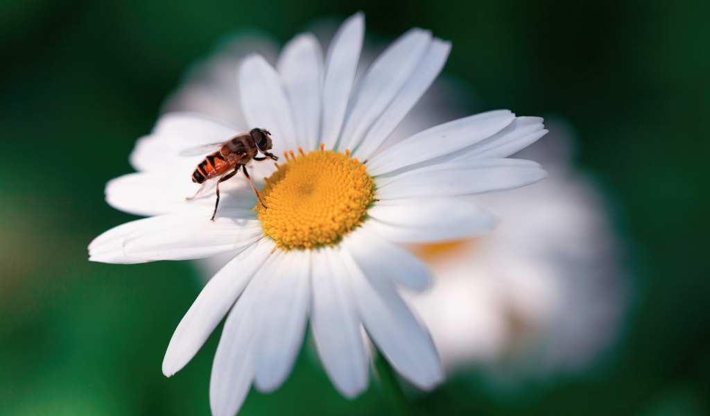 Муха сидит на белом цветке ромашки