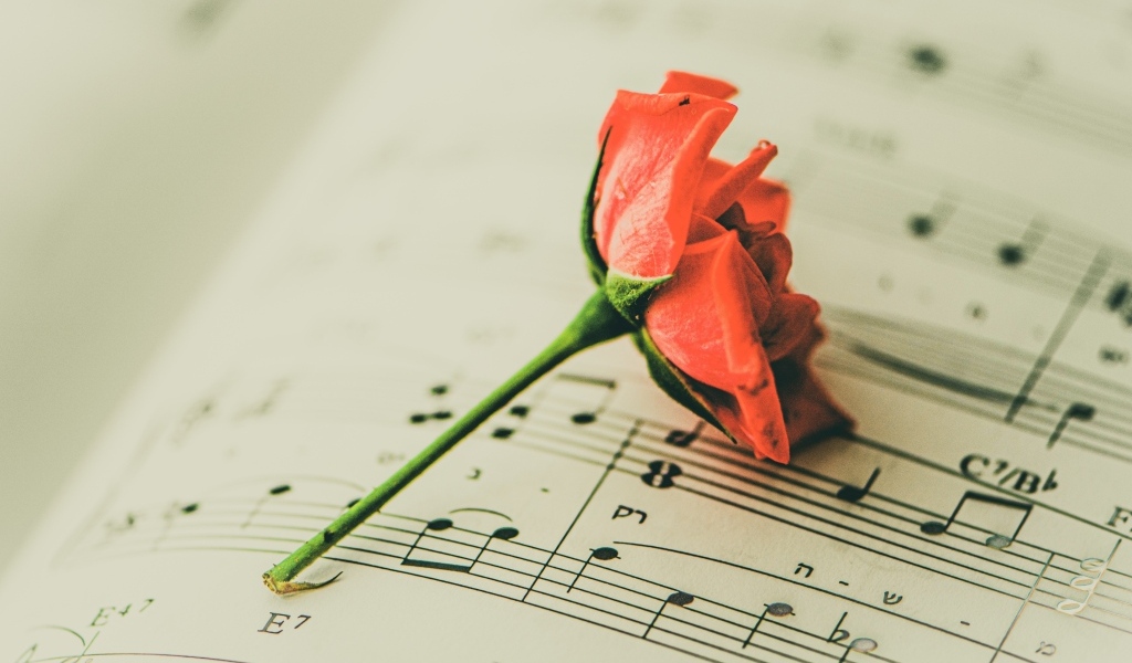 Сорванный цветок розы на нотной тетради