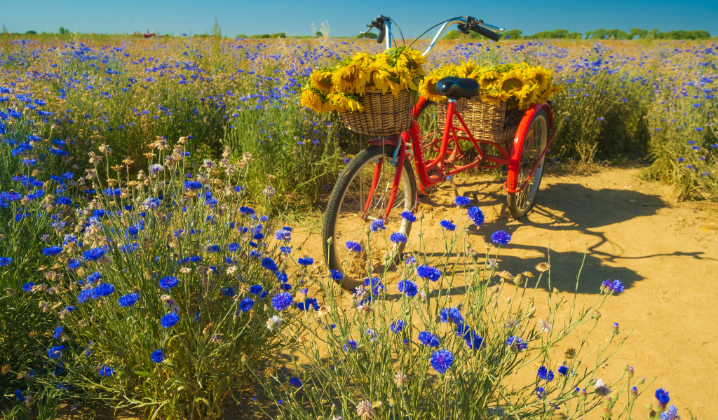 Красный велосипед стоит на поле с синими васильками