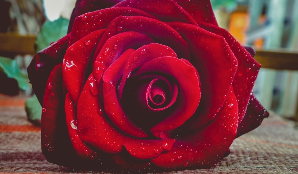 Красная роза в каплях росы лежит на полу