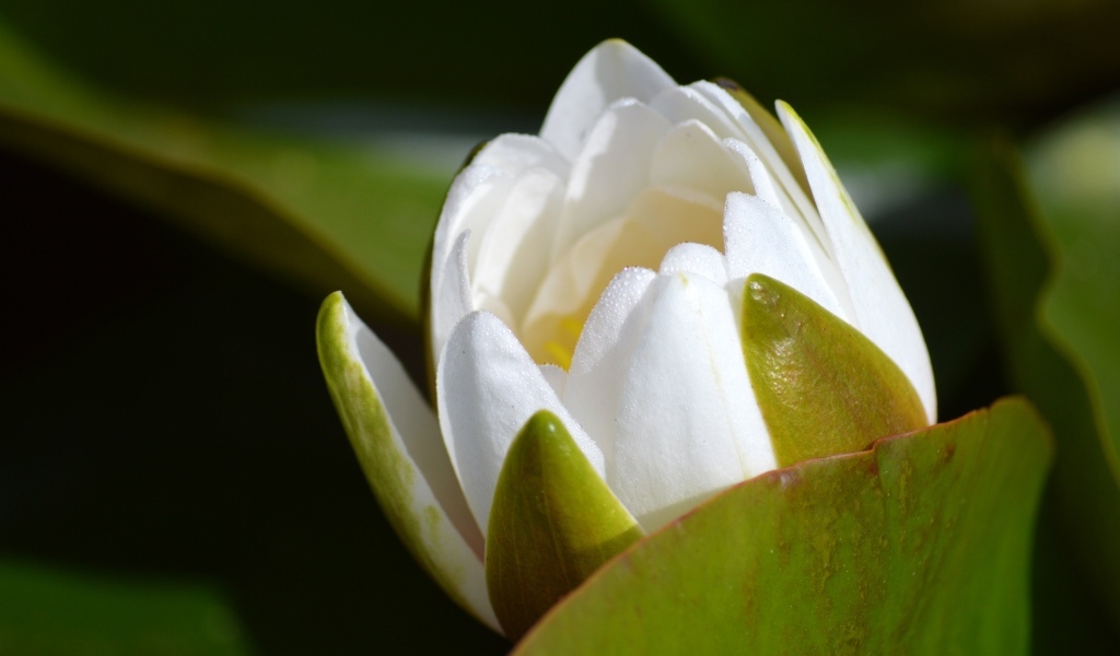 Белый бутон лотоса распускается в пруду