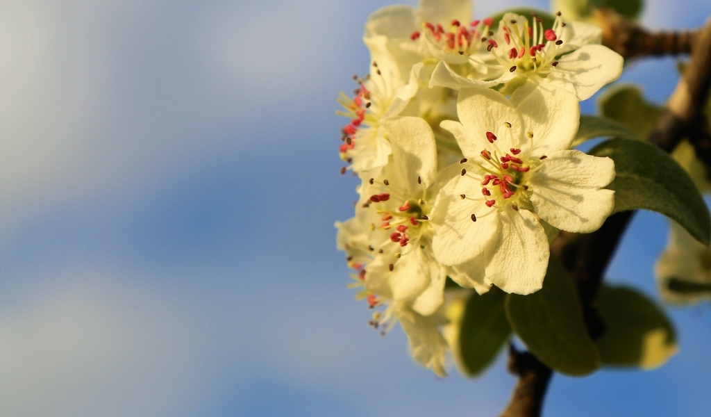 Ветка яблони с белыми цветами крупным планом