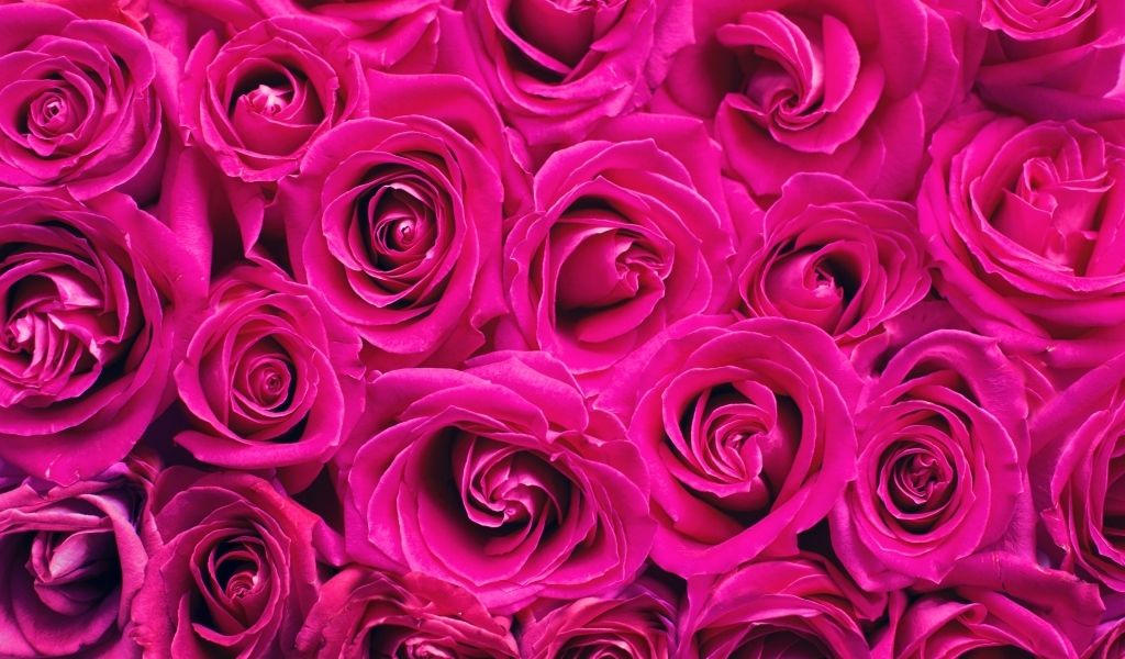 Красивый фон и цветов розы