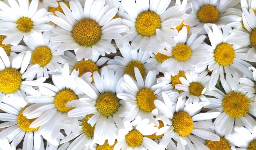 Красивый фон из белых ромашек с желтой серединкой