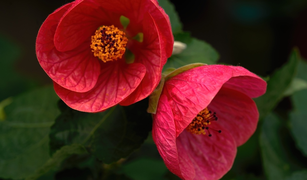 Красивый цветущий красный садовый цветок