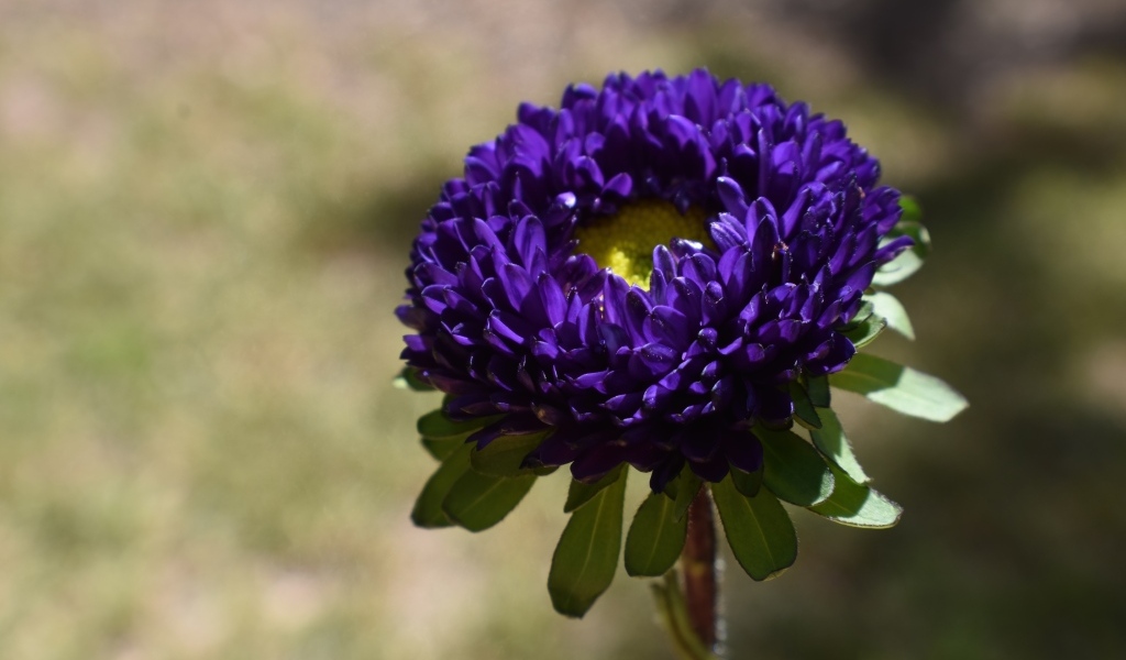 Красивая синяя астра крупным планом