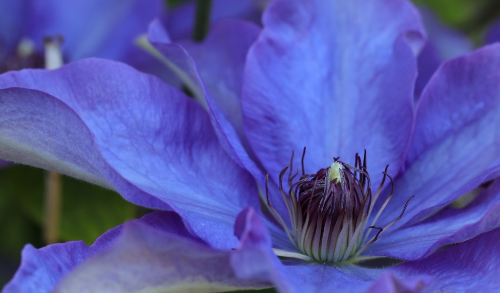Красивый цветок синего клематиса крупным планом