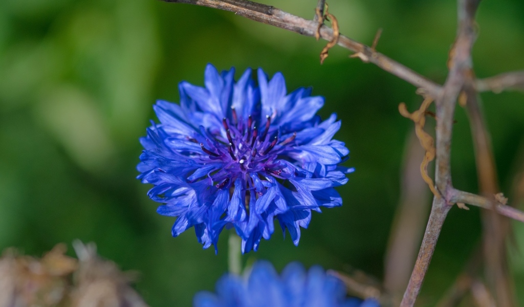 Красивый синий василек крупным планом