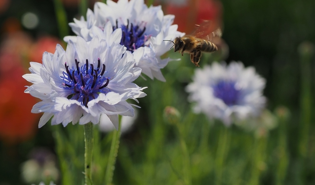 Красивые голубые цветы васильки с пчелой