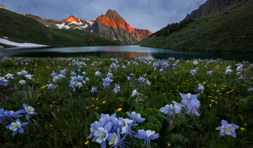 Красивые голубые цветы на фоне гор