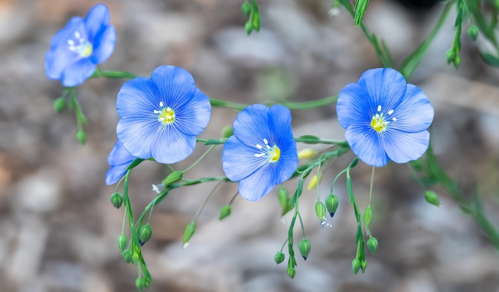 Красивые синие цветы незабудки вблизи