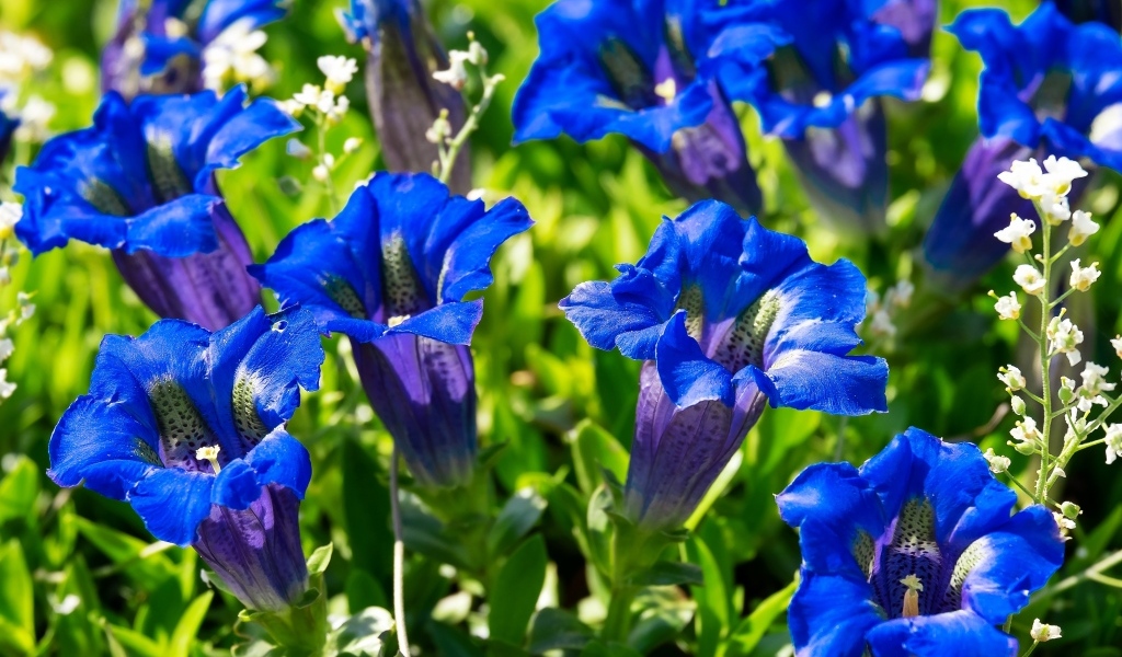 Красивые синие цветы горечавки