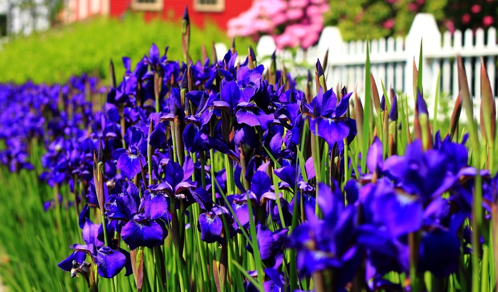Красивые синие цветы ириса на клумбе