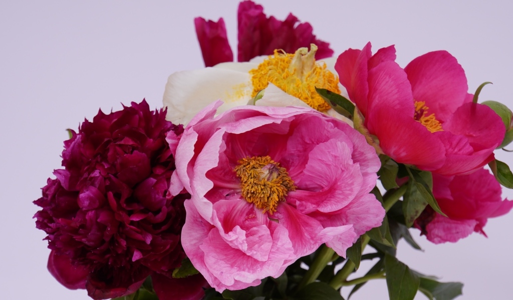 Красивый букет разноцветных пионов на сером фоне