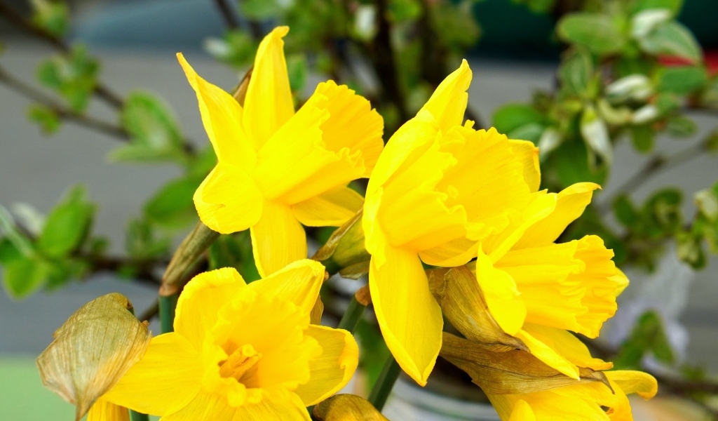 Красивый букет желтых нарциссов