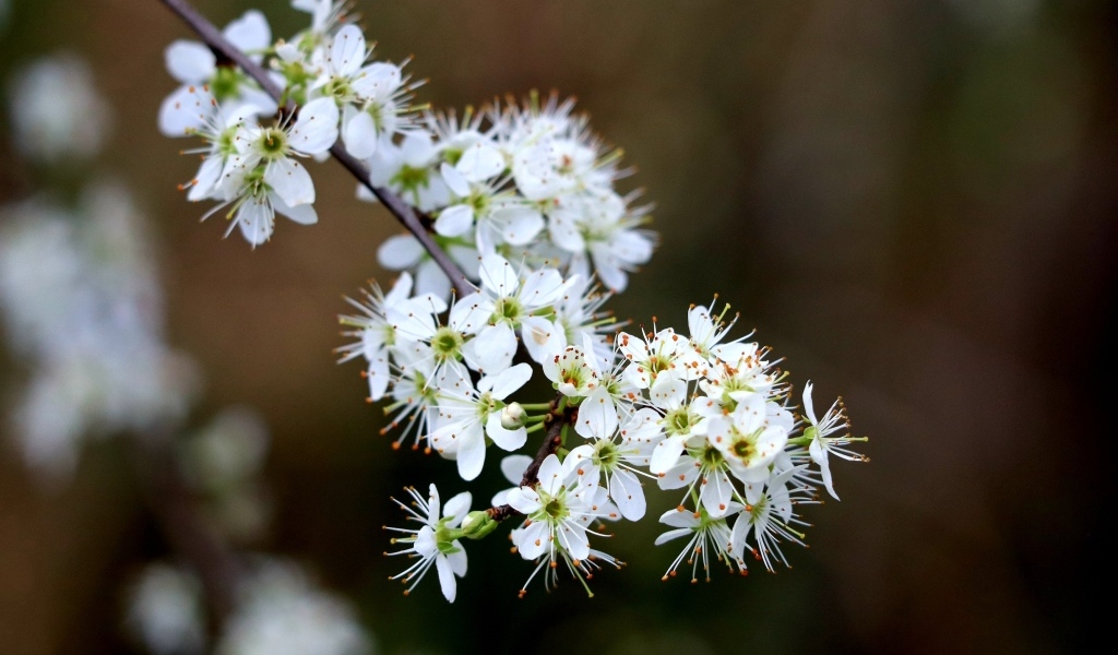 Красивая ветка с белыми цветами вишни на черном фоне весной