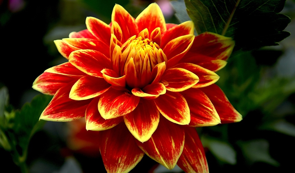 Красивая яркая огненная георгина