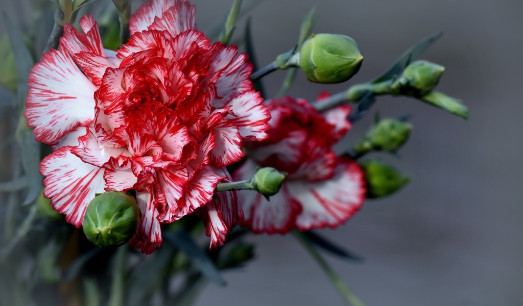 Красивые гвоздики с бутонами на сером фоне